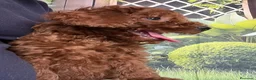 Caniche Toy perros en venta: Caniches en Caraby Benidorm  - Anuncio 5