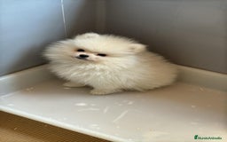 Pomerania perros en venta: Pomerania toy blanco  - Imagen 1