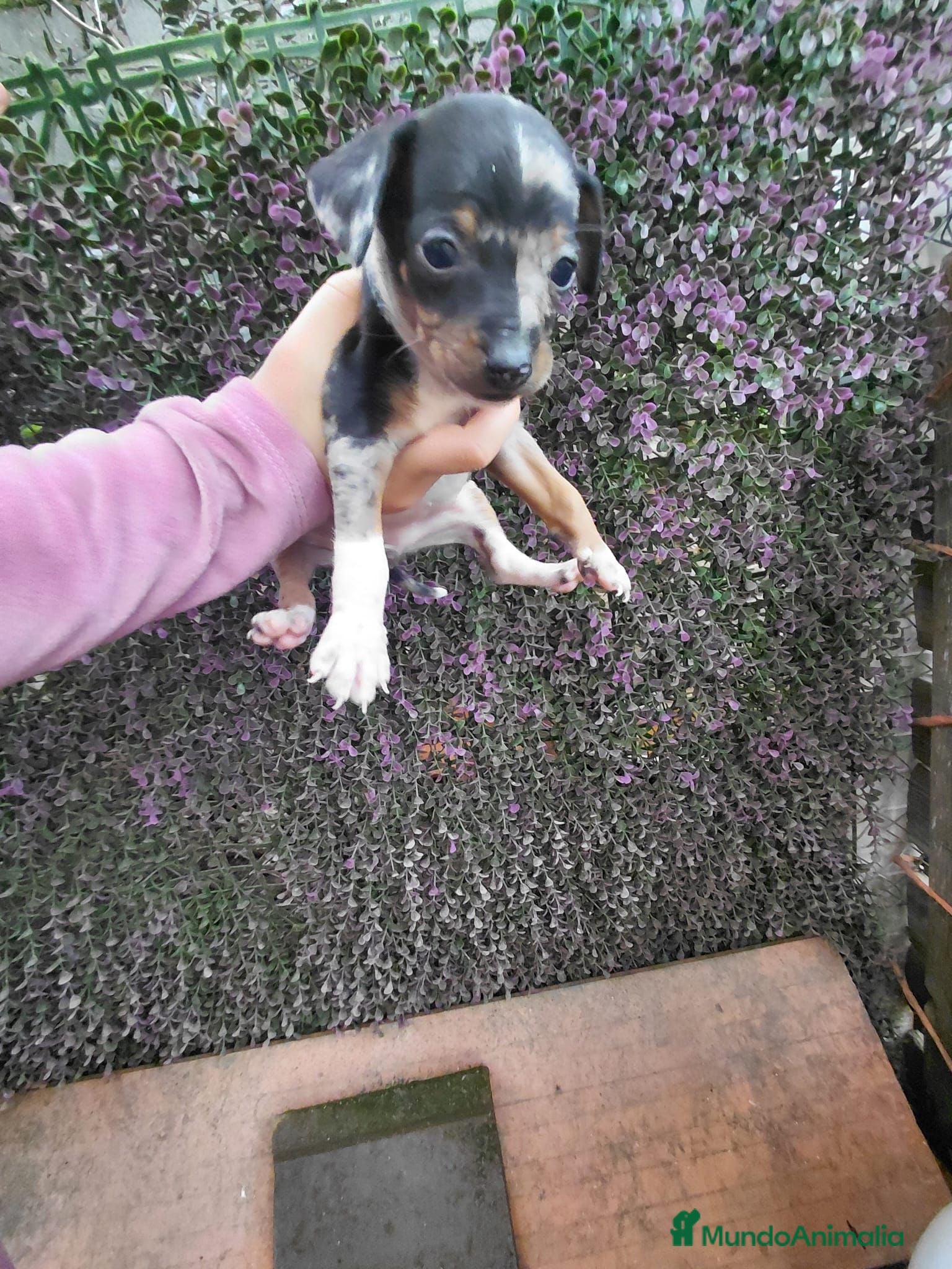 Pinscher Miniatura perros Pincher - Anuncio 1