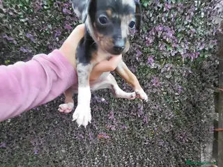 Pinscher Miniatura perros Pincher - Anuncio 1