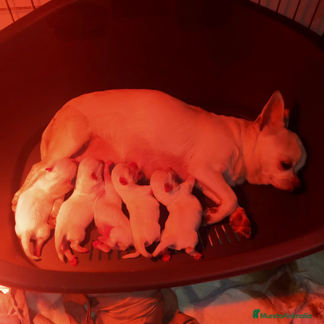 Chihuahua perros en venta: Chihuahuas de los Montes de Castilla  en Toledo - Anuncio 8