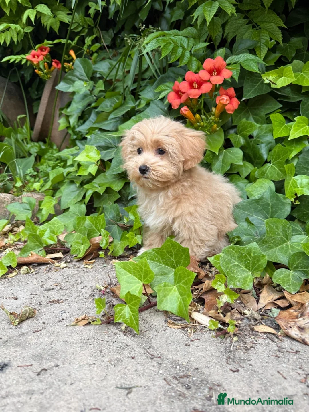 Maltipoo perros en venta: Maltipoo, fotos actuales hembra disponible. - Anuncio 5