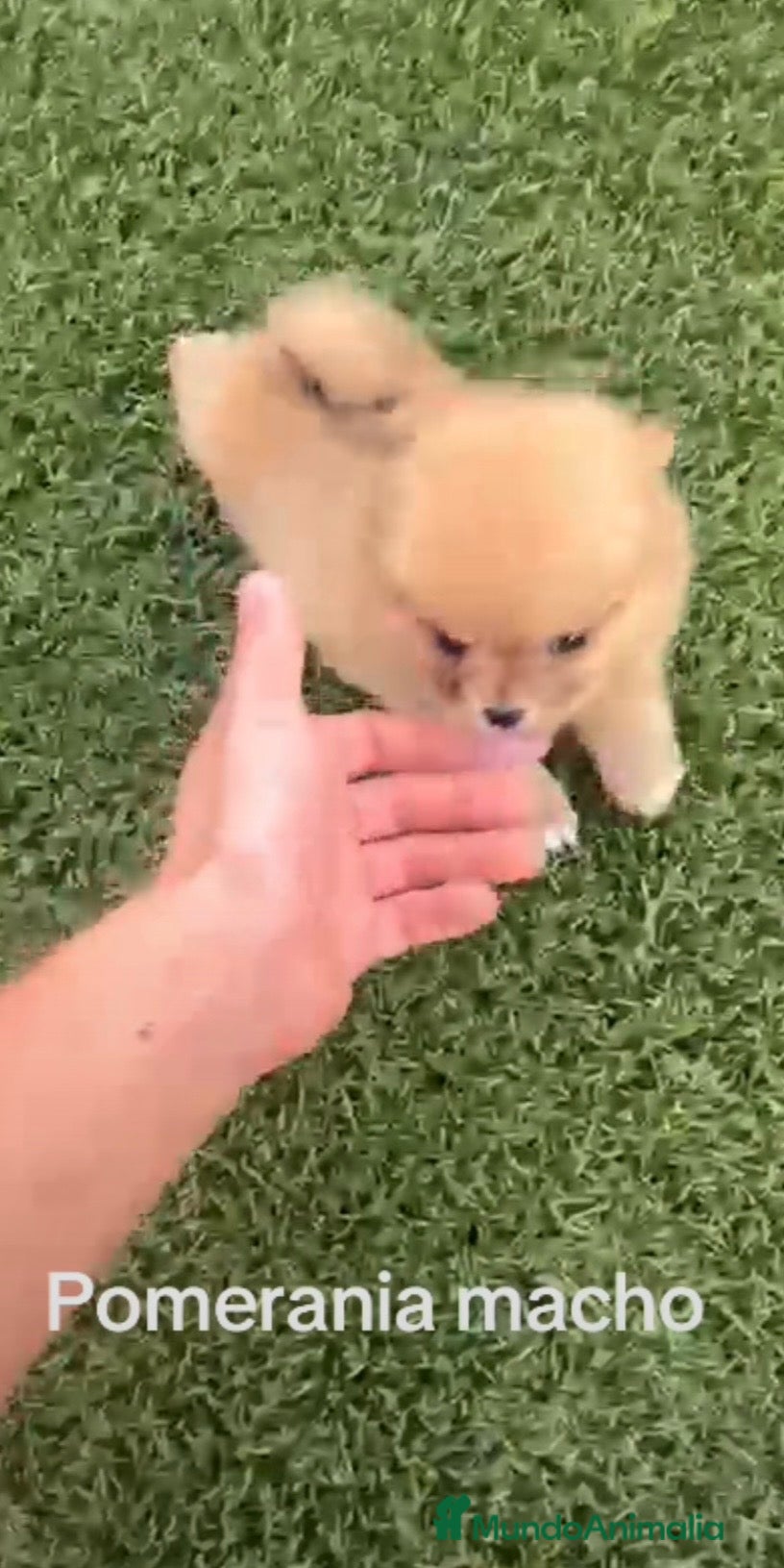 Pomerania perros Pomerania macho merle - Anuncio 2