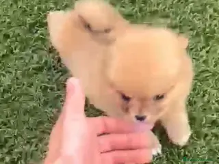 Pomerania perros Pomerania macho merle - Anuncio 2