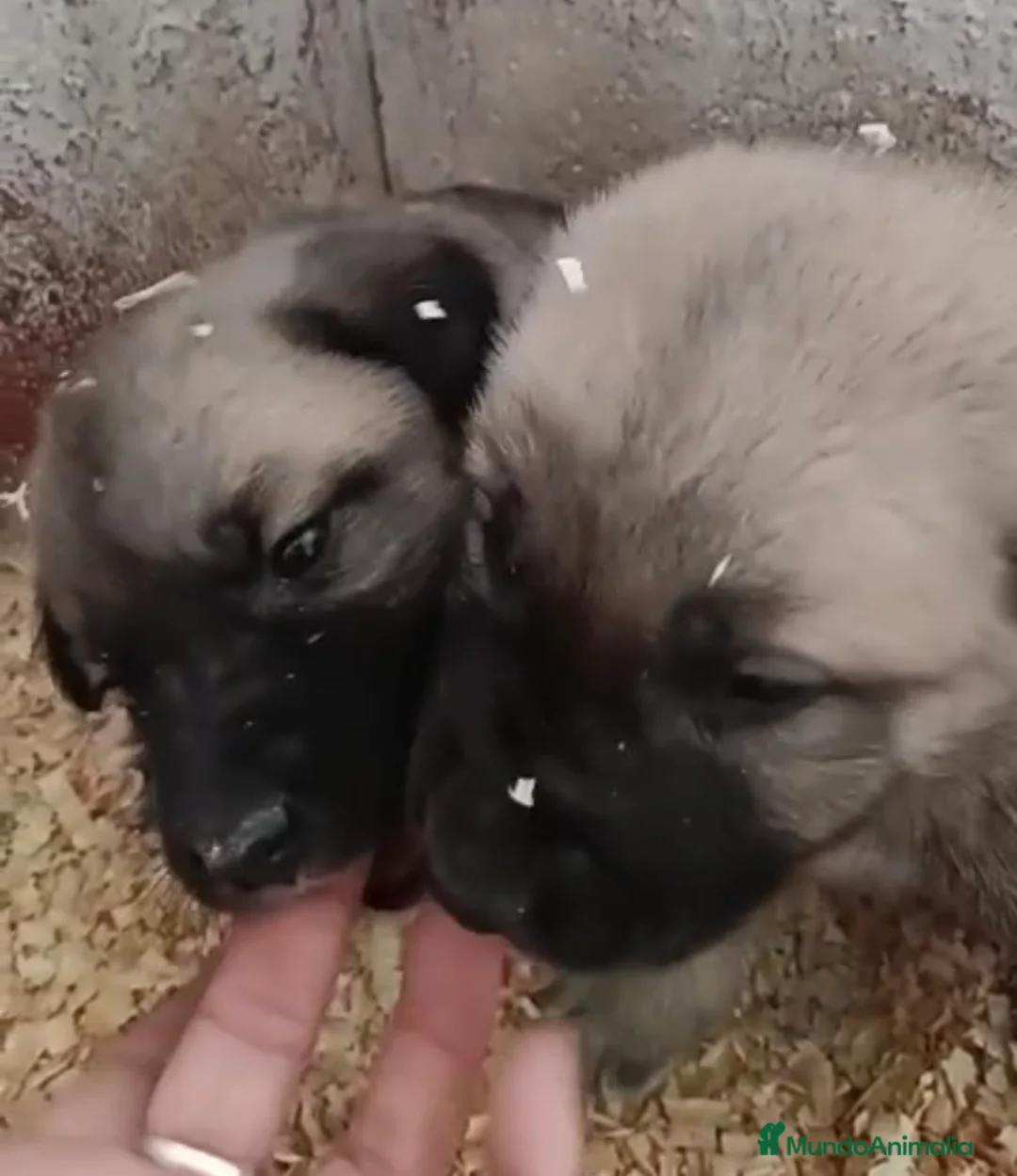 Mastín Español perros en venta: Macho y hembra de Mastin - Anuncio 2