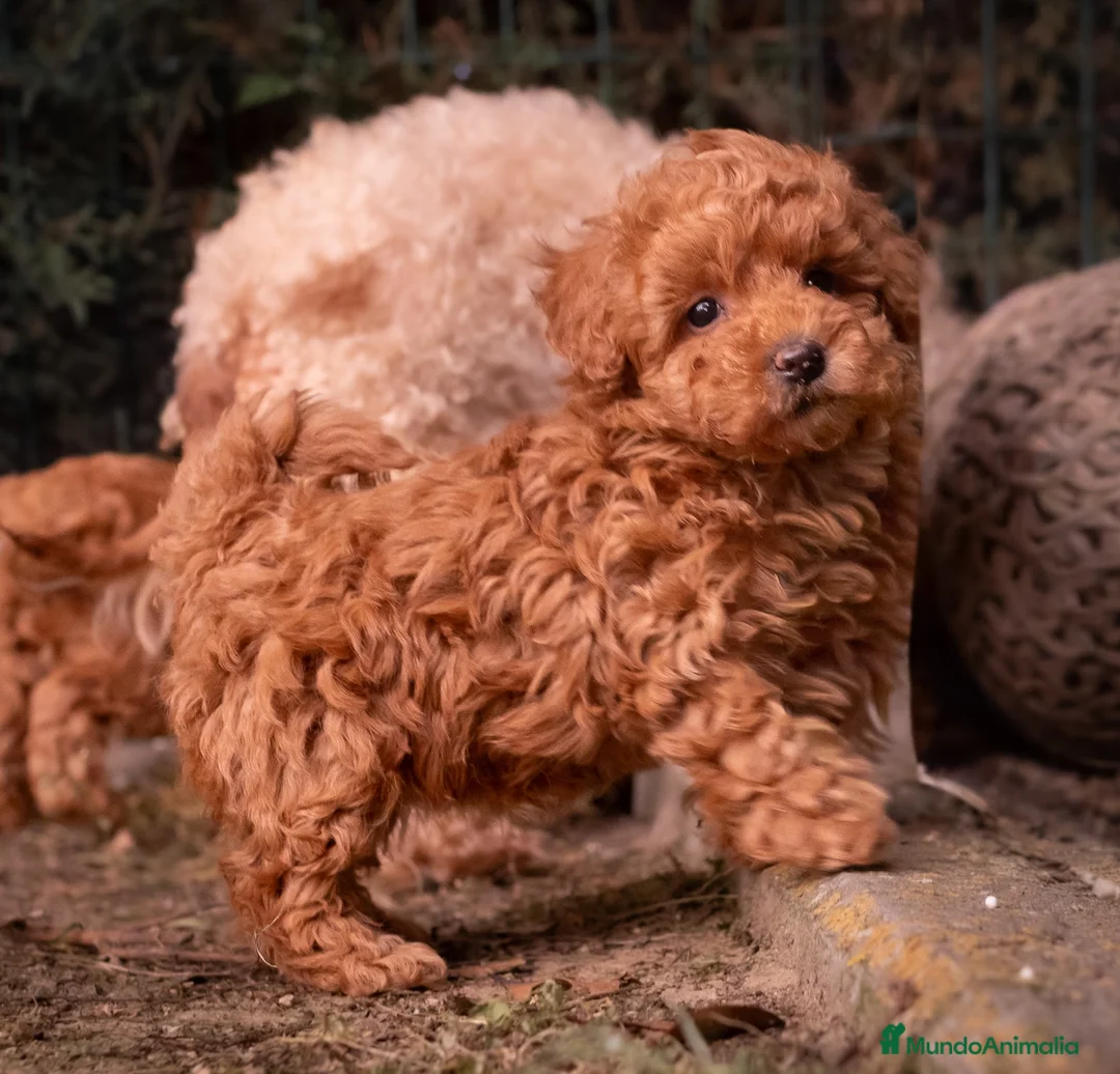 Caniche Toy perros en venta: Caniche Toy - machos rojos - Anuncio 2