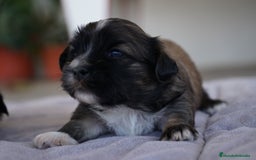 Maltipoo perros en venta: 🌸 Lotus, Maxi y Bone – en sus primeros días🐾 - Imagen 7