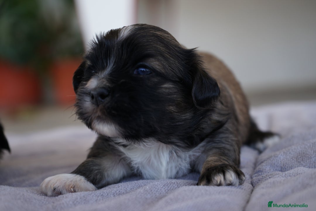 Maltipoo perros en venta: 🌸 Lotus, Maxi y Bone – en sus primeros días🐾 - Imagen 7