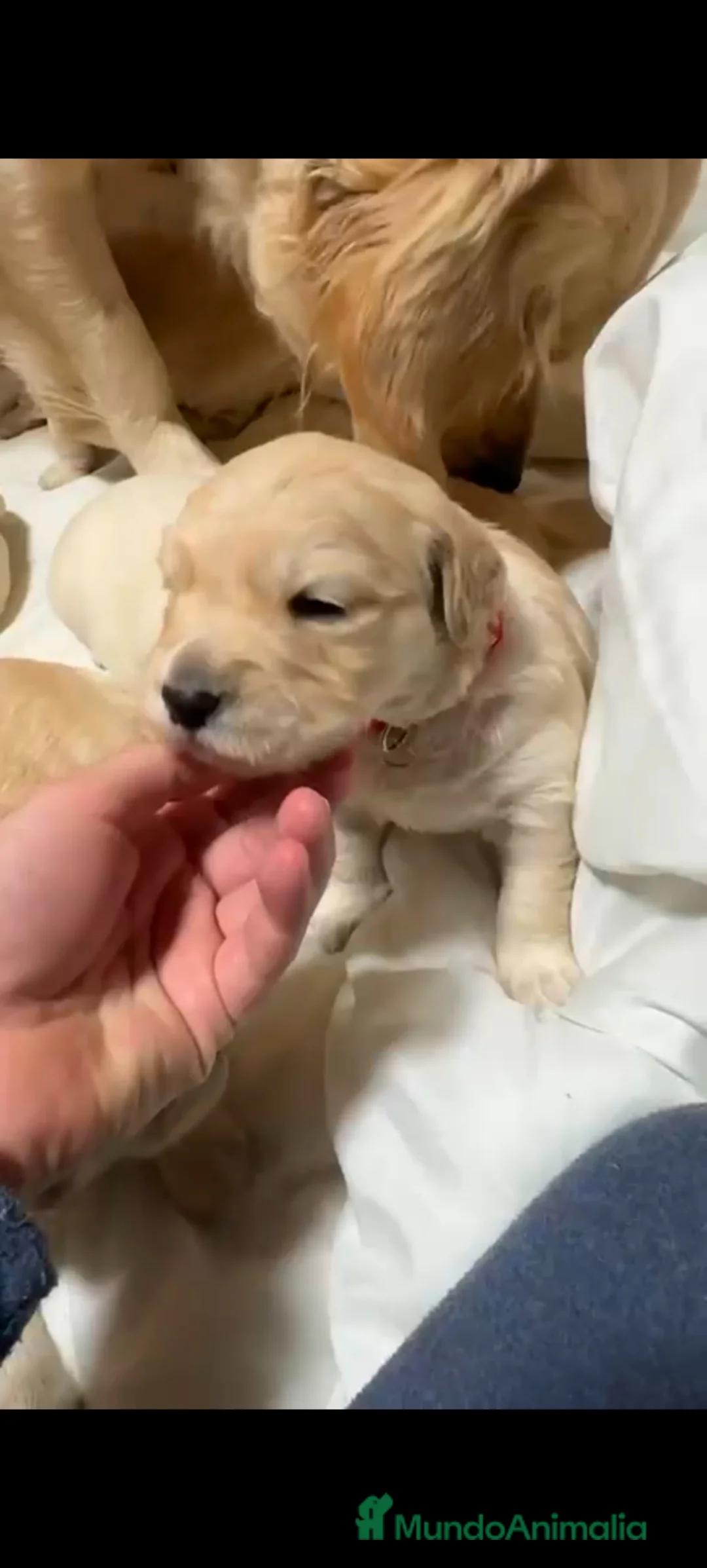 Golden Retriever perros en venta: Espectacular golden retriever  - Anuncio 2