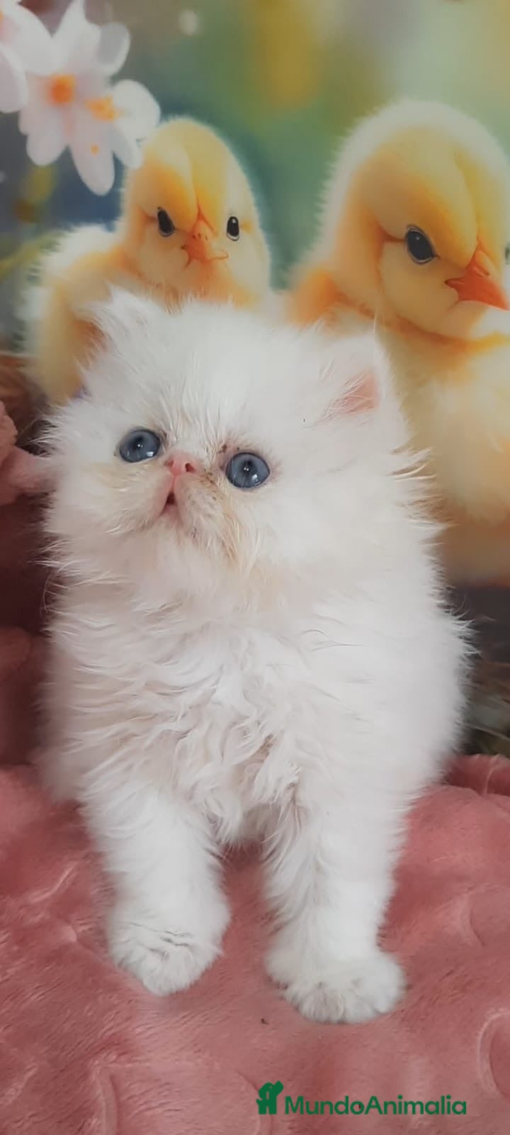 Himalayo gatos GATITOS PERSAS HIMALAYOS - Anuncio 1