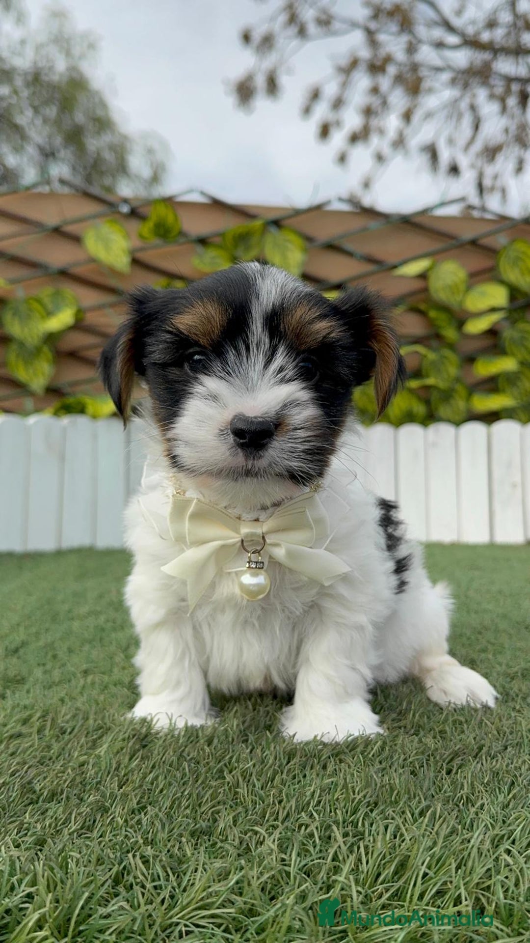 Yorkshire Terrier perros en venta: YORKSHIRE BIEWER - Anuncio 30