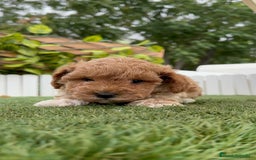 Caniche Toy perros en venta: CANICHE TOY MACHO - Imagen 9