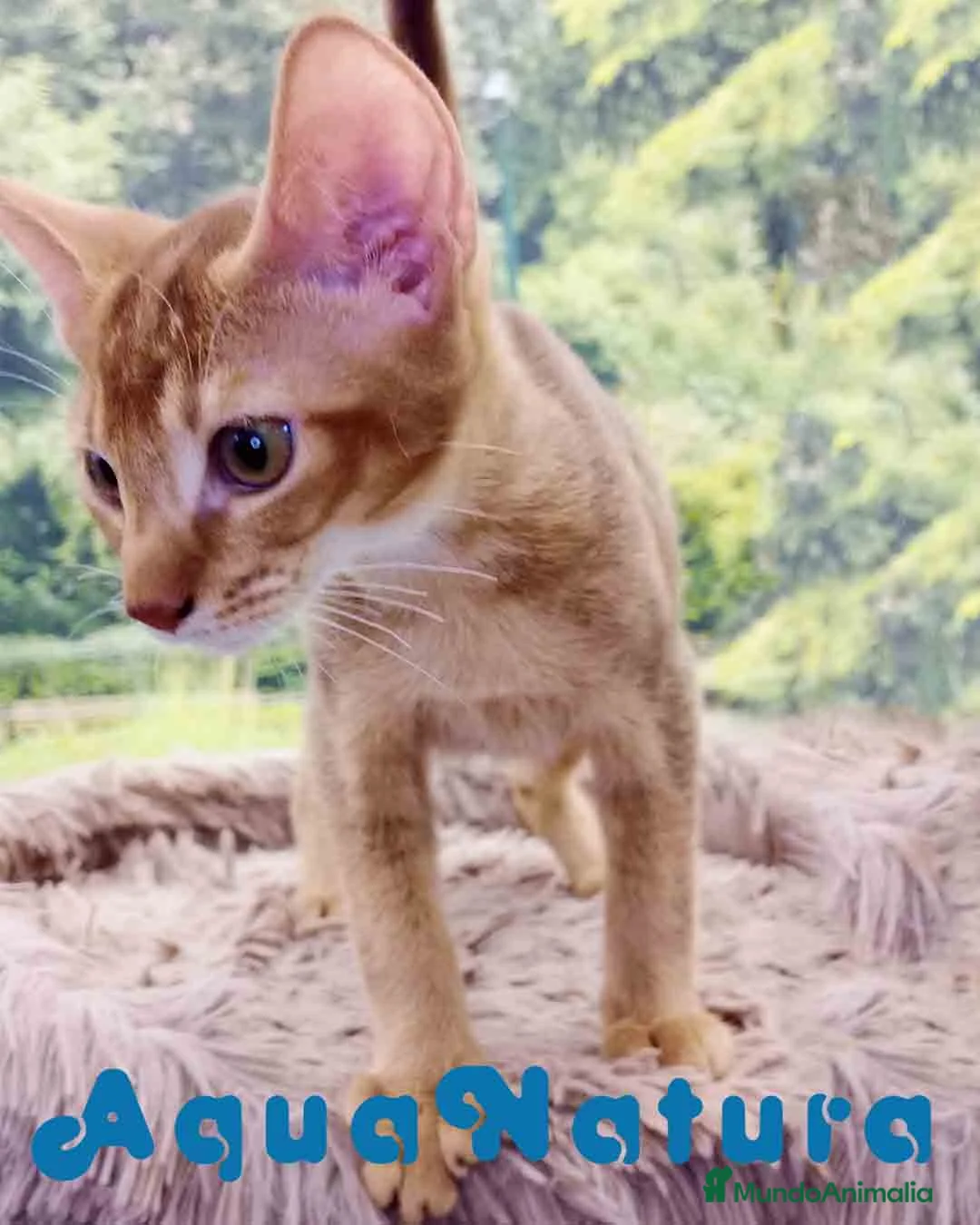 Abisinio gatos en venta: Camada de gatitos ABISINIO disponible - AQUANATURA en Barcelona - Anuncio 5