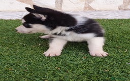 Husky Siberiano perros en venta: Encantadores cachorros Husky Siberiano  - Imagen 3