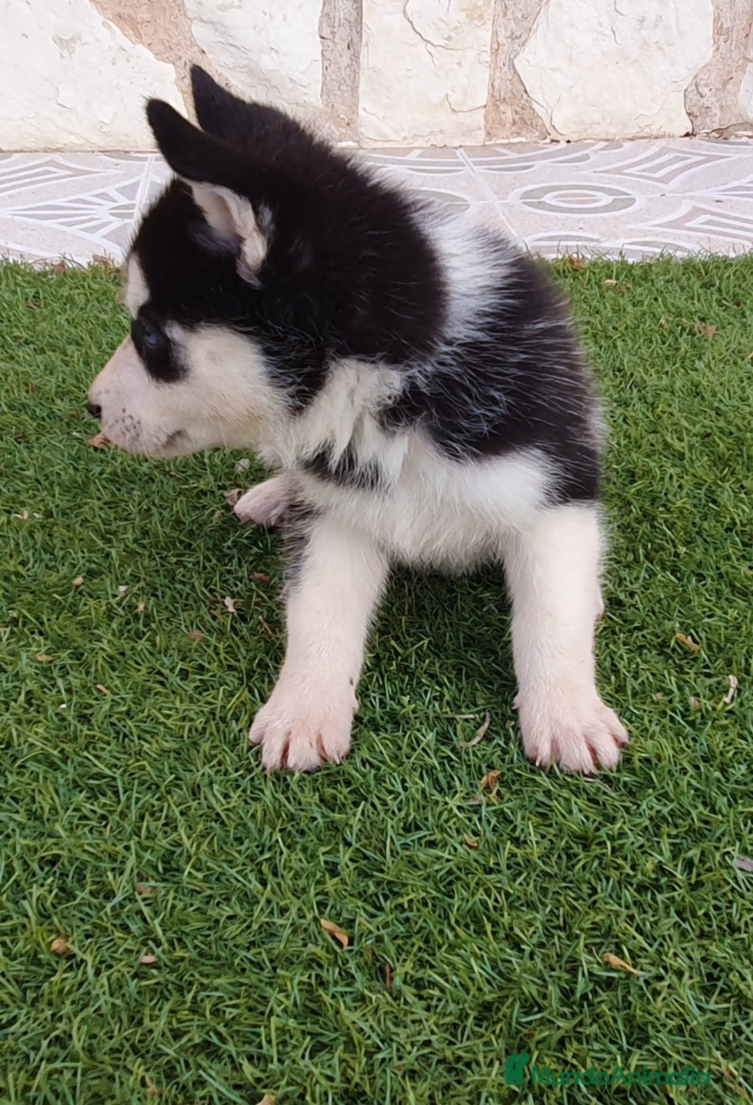 Husky Siberiano perros en venta: Encantadores cachorros Husky Siberiano  - Imagen 3