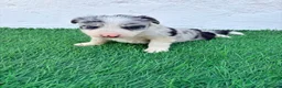 Border Collie perros en venta: Border Collie merle blue - Anuncio 15