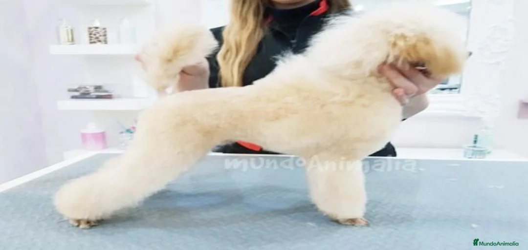 Imagen de galería {{count}}