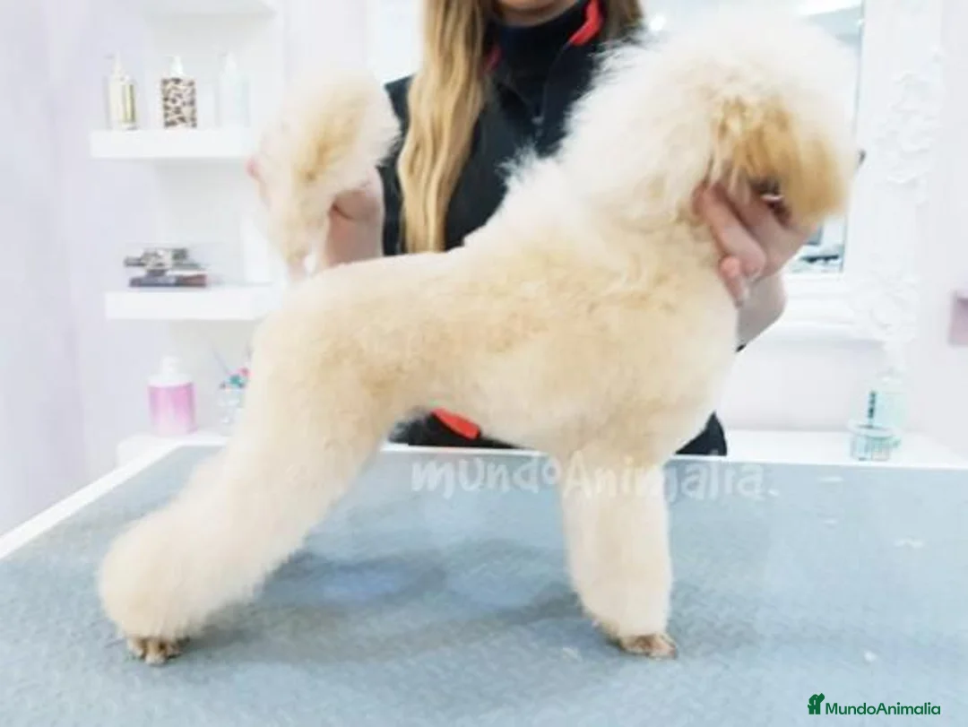 Imagen de galería {{count}}