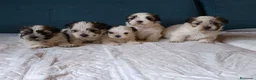 Shih Tzu perros en venta: MalShi. Shihtzu x Maltes - Anuncio 5