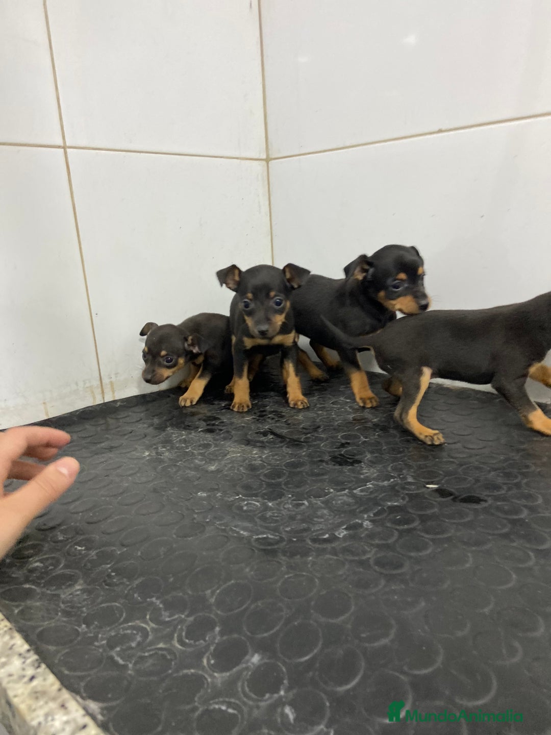 Pinscher Miniatura perros en venta: Cachorros mini Pinscher 500€ ¡PRECIO REAL! - Imagen 2