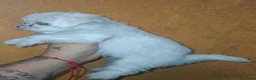 Bichón Maltés perros en venta: Bichón maltés - Anuncio 7