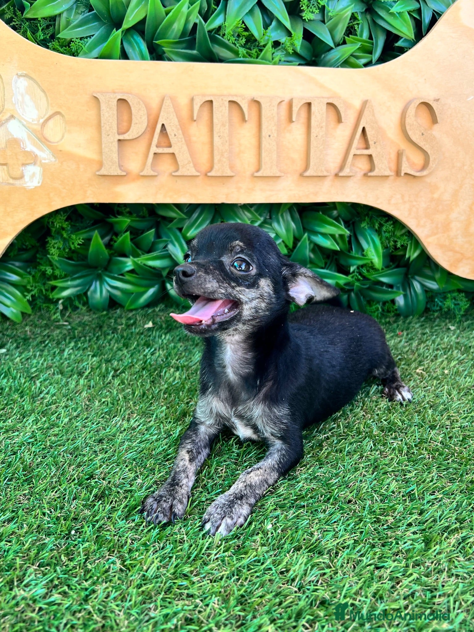 Chihuahua perros Chihuahua - Anuncio 2