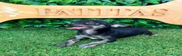Chihuahua perros en venta: Chihuahua - Anuncio 1