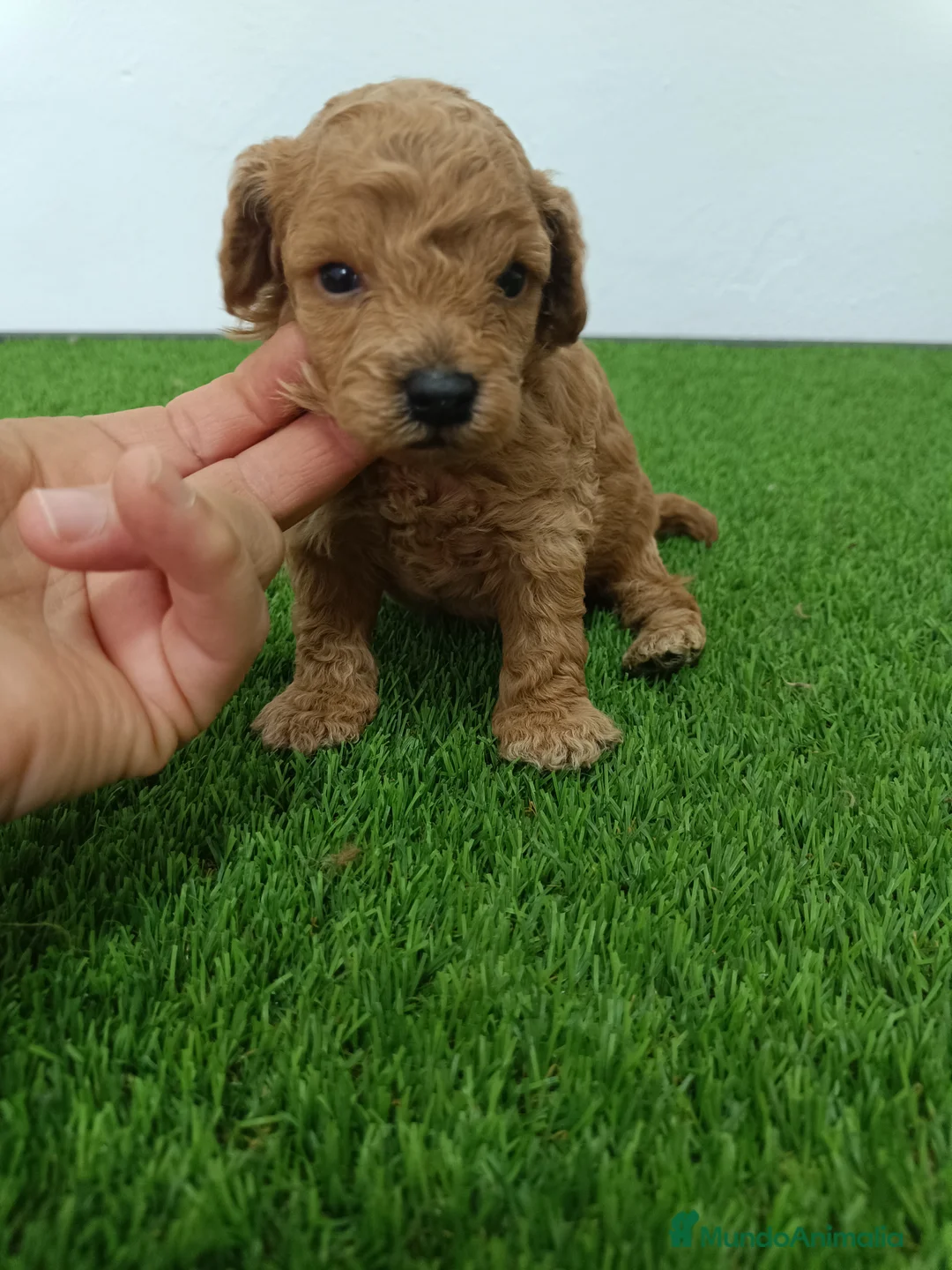 Caniche Toy perros en venta: Caniche  - Anuncio 4