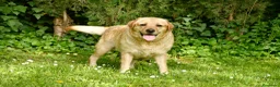 Labrador Retriever perros en venta: Cachorros de Labrador Retriever Negros - Anuncio 11