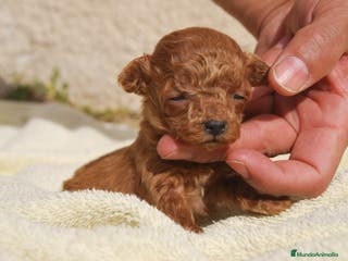 Caniche Toy perros Cachorros de Caniche toy / enano - Anuncio 1