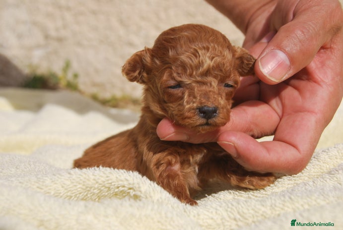 Caniche Toy perros - Anuncio 1