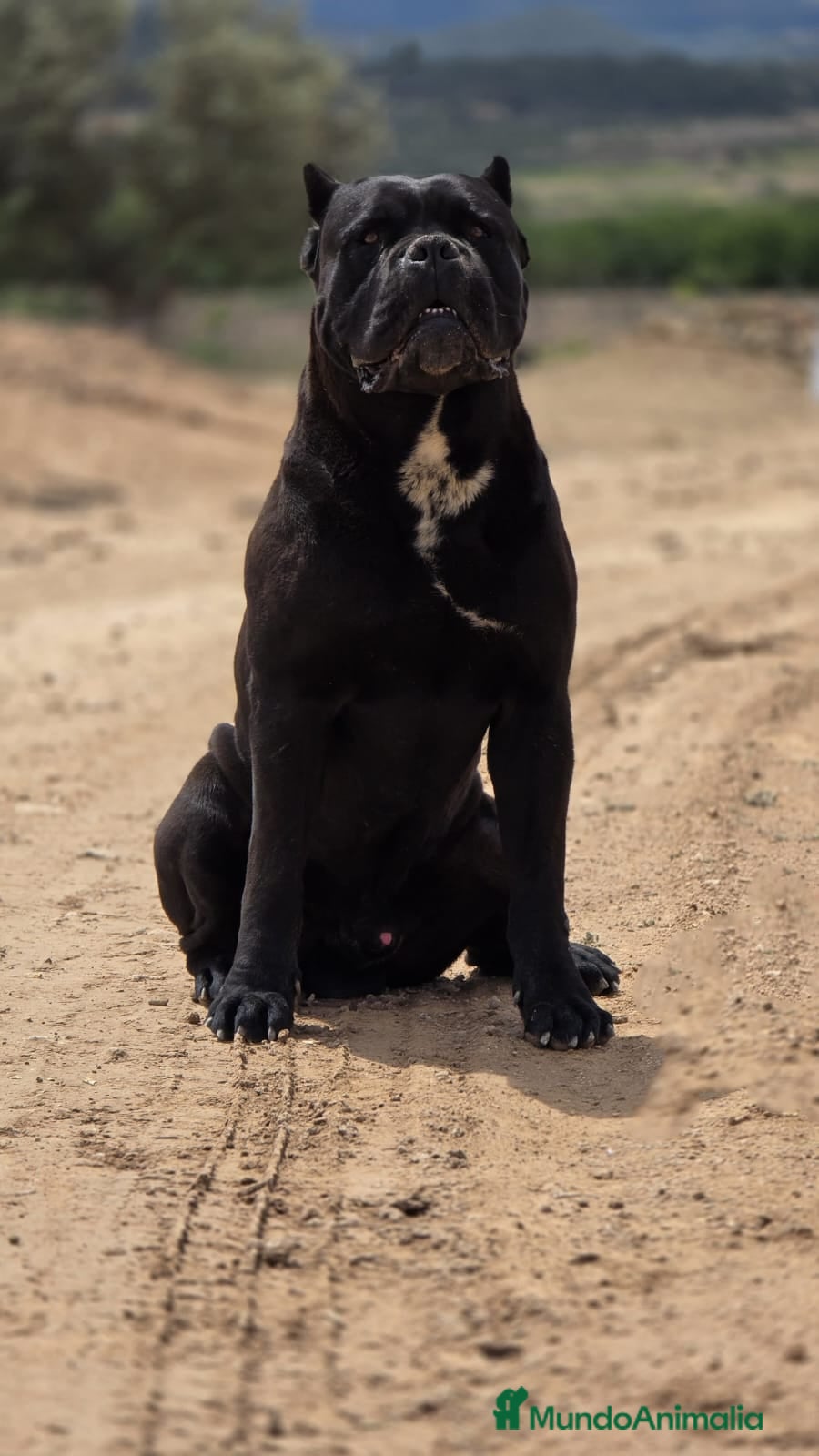 Cane Corso perros Cane Corso para monta.  en Alicante - Anuncio 7