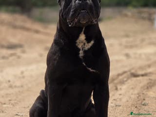 Cane Corso perros Cane Corso para monta. en Alicante - Anuncio 29
