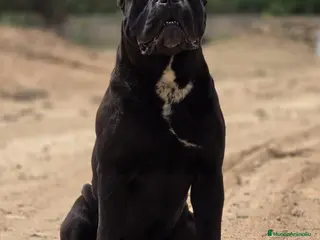 Cane Corso perros Cane Corso para monta. en Alicante - Anuncio 2