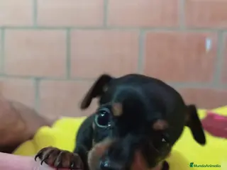 Pinscher Miniatura perros Pinscher bebés ! - Anuncio 15