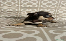 Chihuahua perros en venta: Hembra chihuahua chocolate  - Imagen 3