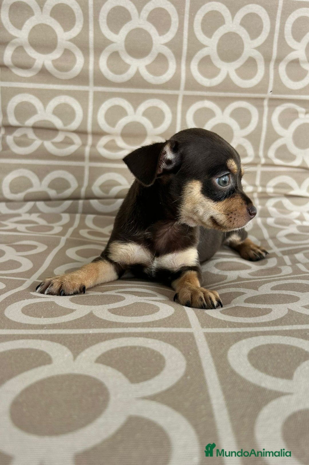 Chihuahua perros en venta: Hembra chihuahua chocolate  - Imagen 3