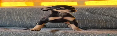Pinscher Miniatura 1