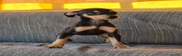 Pinscher Miniatura perros en venta: Pincher Miniatura Negro y fuego  - Anuncio 2