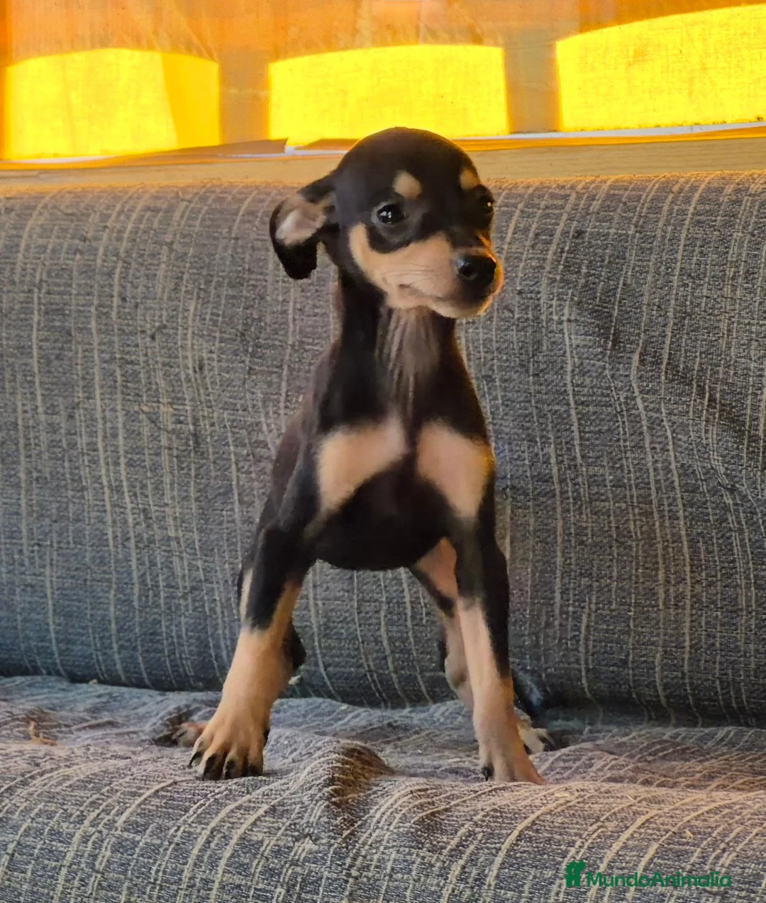 Pinscher Miniatura perros en venta: Pincher Miniatura Negro y fuego  - Anuncio 2