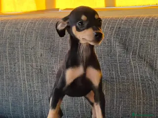 Pinscher Miniatura perros Pincher Miniatura Negro y fuego - Anuncio 2