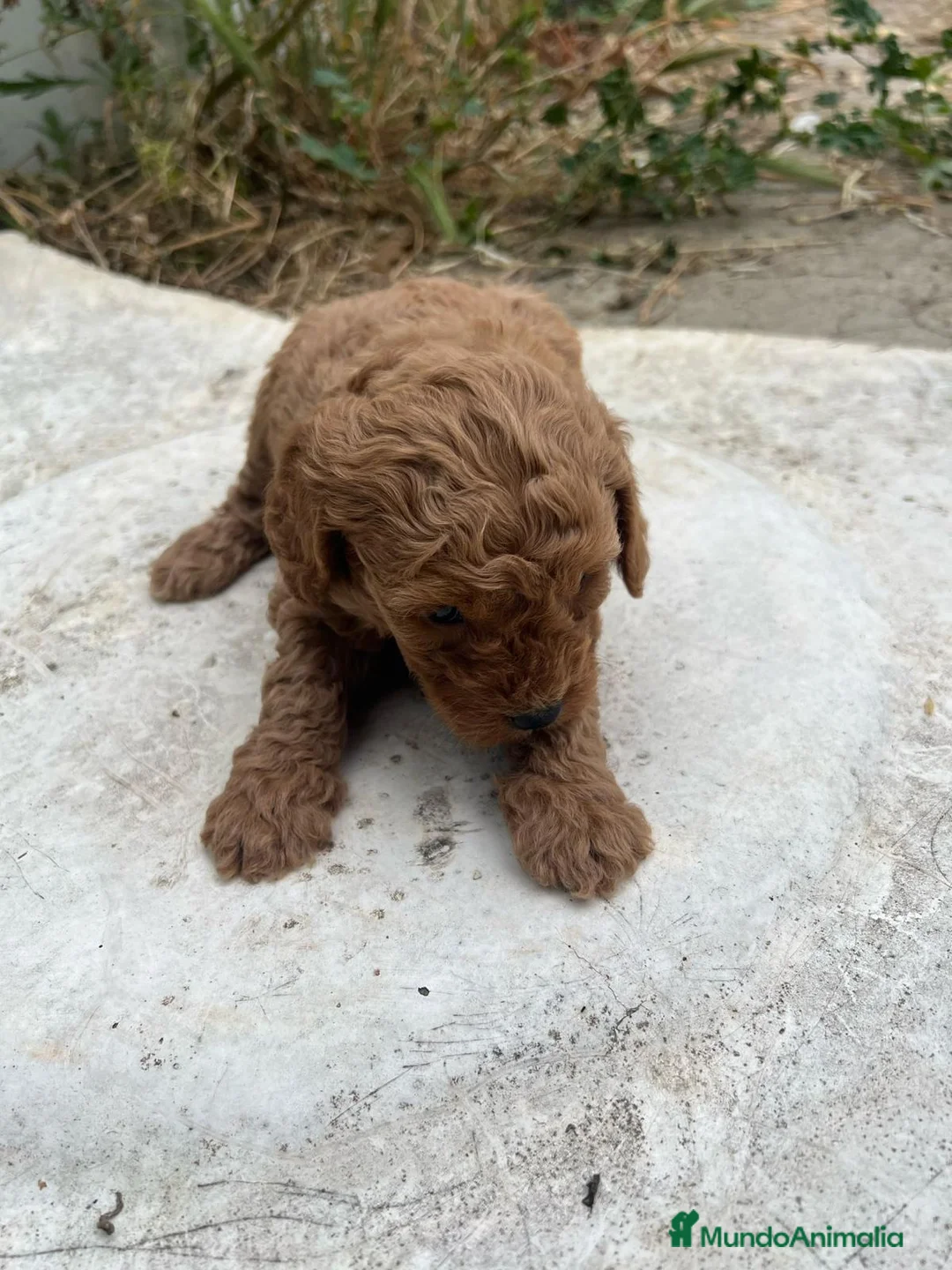 Caniche Enano perros en venta: HEMBRA CANICHE ROJA DE PADRES ENANOS en Madrid - Anuncio 8