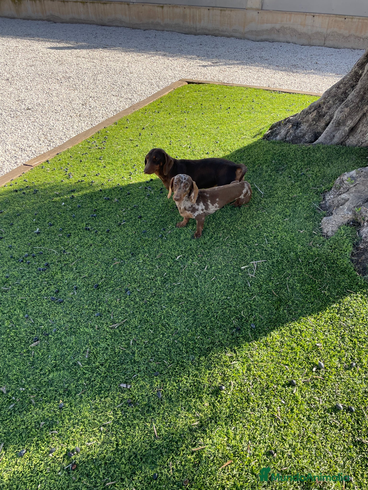 Teckel Miniatura perros en venta: Cachorros Teckel miniatura  - Anuncio 7