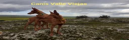 Podenco Canario perros en venta: Podencos Canarios de Valle Viejas  - Anuncio 1