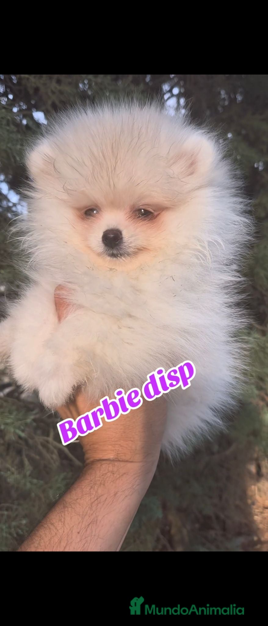 Pomerania perros Lulu de pomerania - Anuncio 1