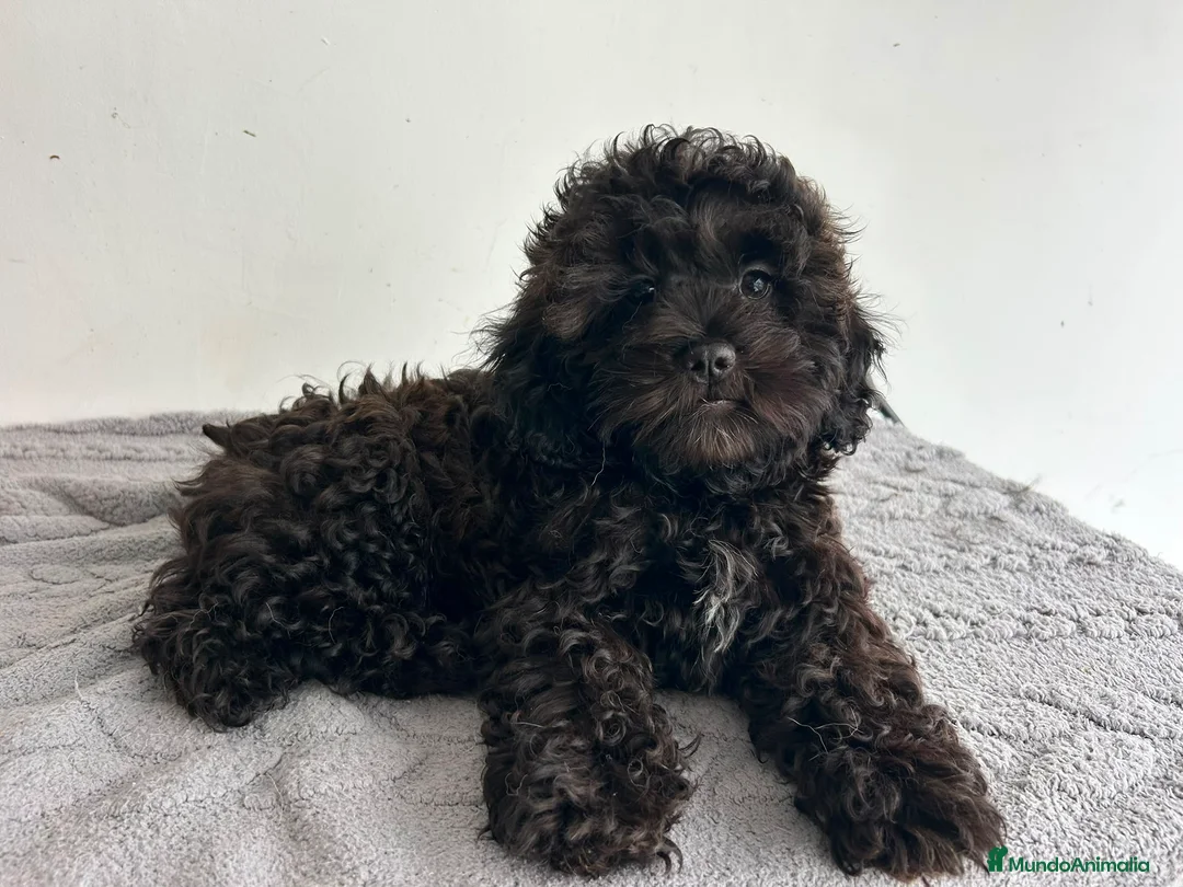 Maltipoo perros en venta: Maltipoo mini  - Anuncio 2