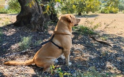 Labrador Retriever perros en venta: PROXIMA CAMADA DE LABRADOR RETRIEVER - Imagen 3