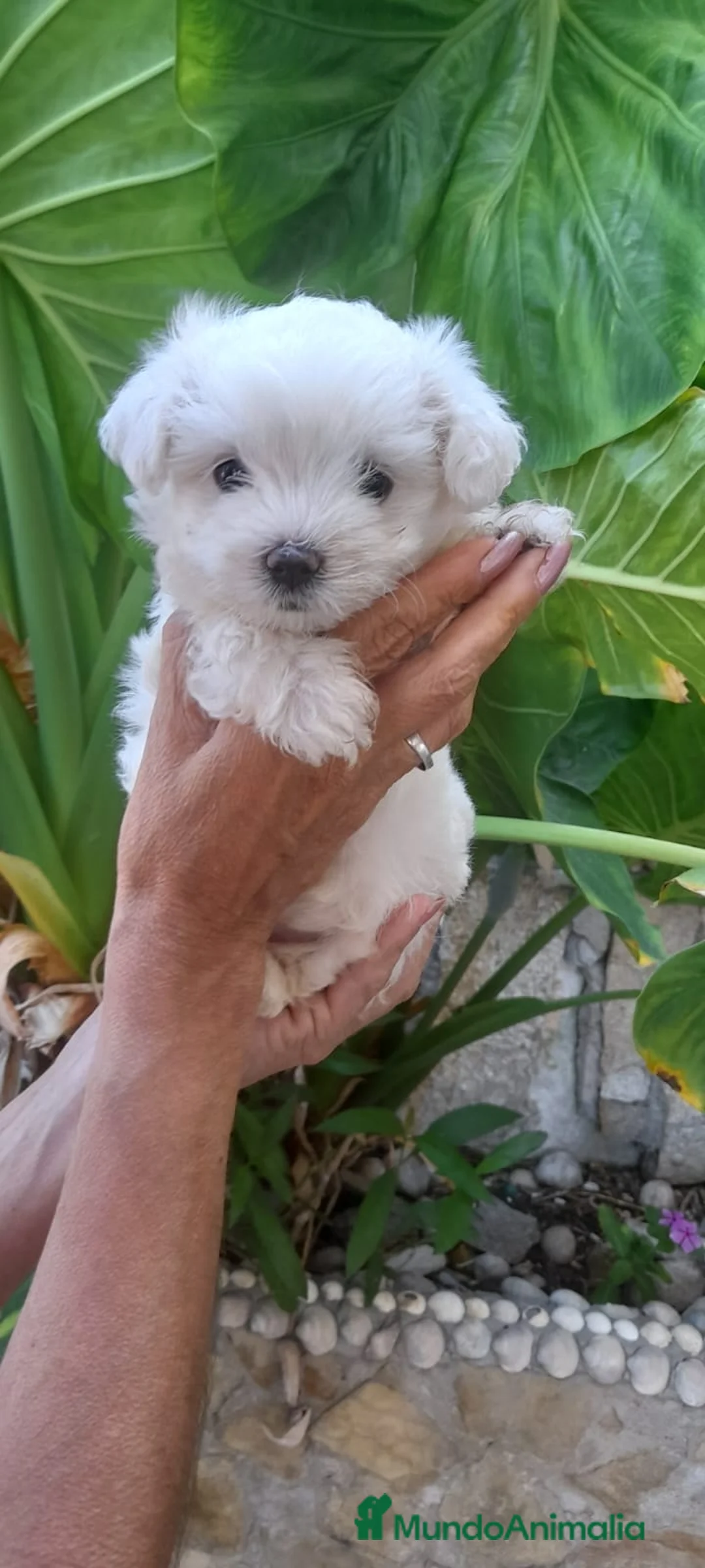 Bichón Maltés perros en venta: Bichon Maltés preciosos  en Barcelona - Anuncio 7