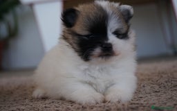 Pomerania perros en venta: 🌟 Prodigy y Roscón – Pomerania únicos - Imagen 2