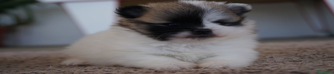 ROSCON